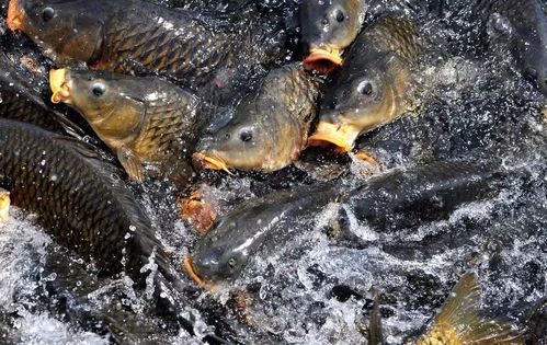 這處秘境承包了蕪湖人最美的夏天,花開成海,好吃好玩樂不停