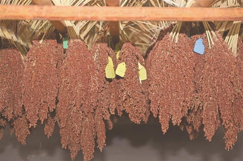 科技創(chuàng)新助力醬酒原料種業(yè)振興